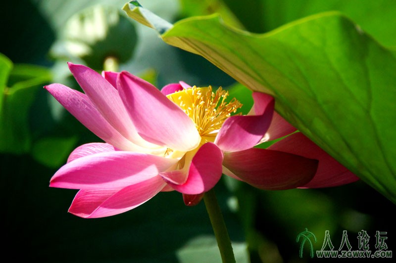 莲花池里莲花美