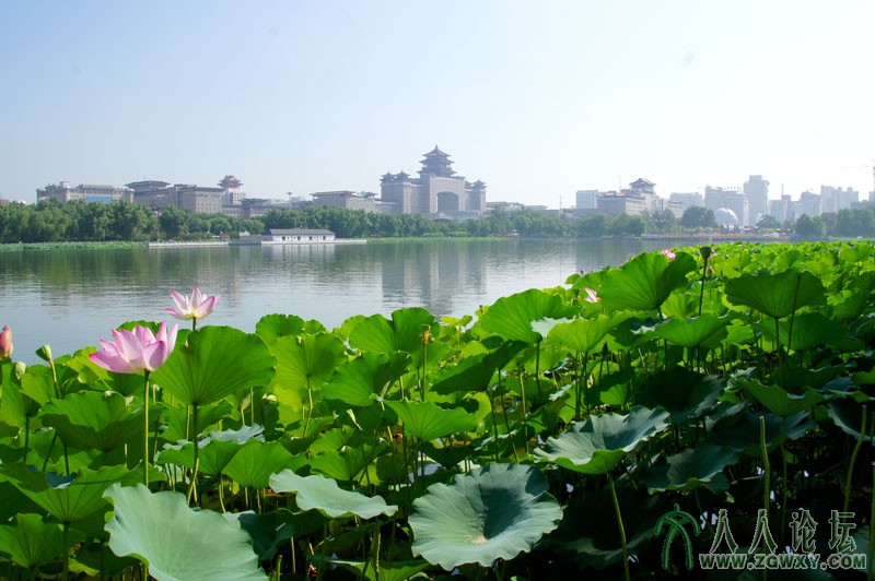 莲花池里莲花美