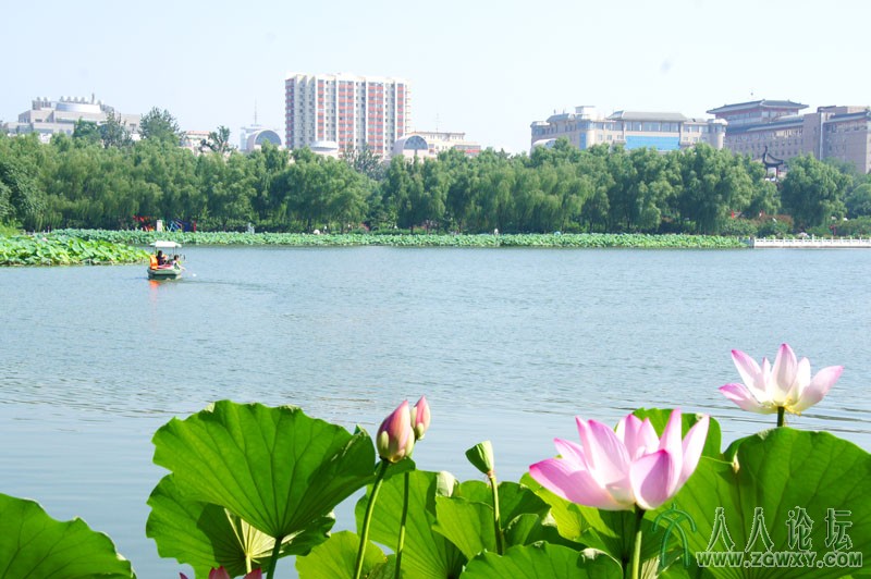 莲花池里莲花美