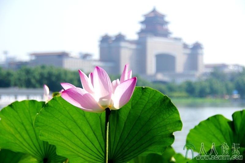 莲花池里莲花美