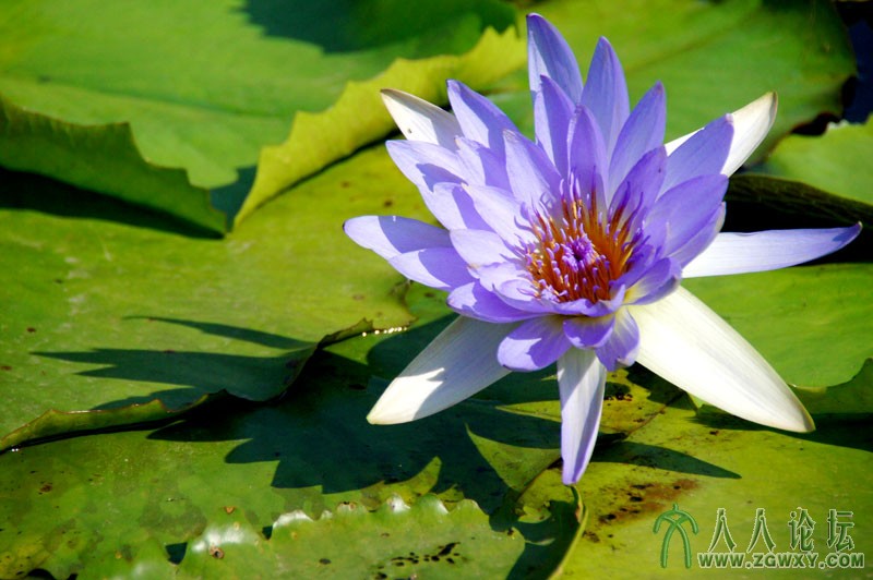莲花池里莲花美