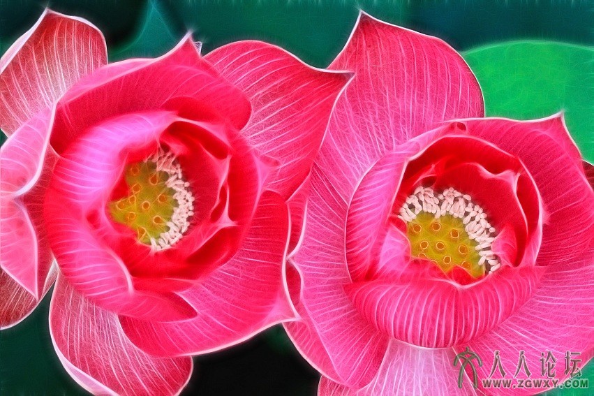 《并蒂莲》     任奇正拍摄        电话：13693122804.jpg