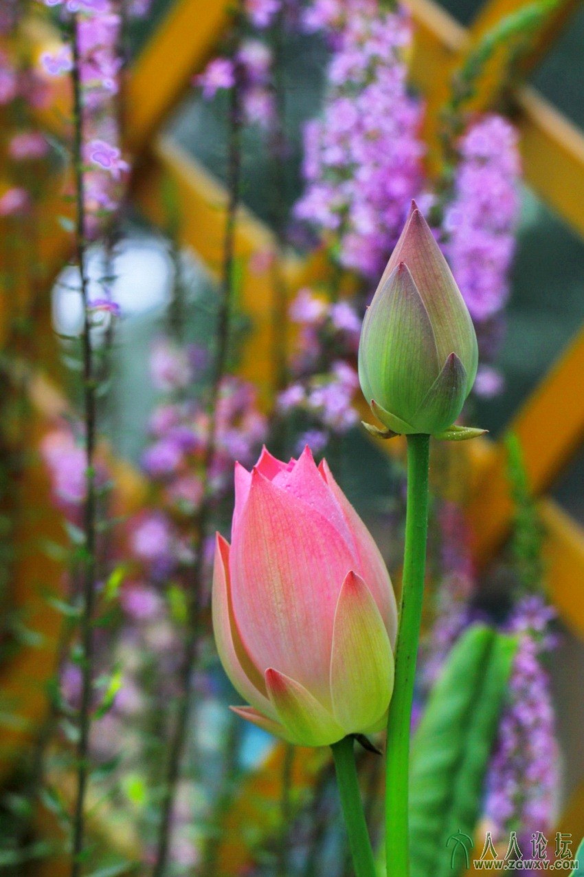 《待放》       任奇正拍摄   电话：13693122804.jpg