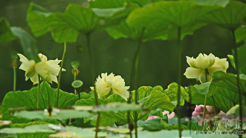 《荷影》任奇正拍摄  电话：13693122804.jpg