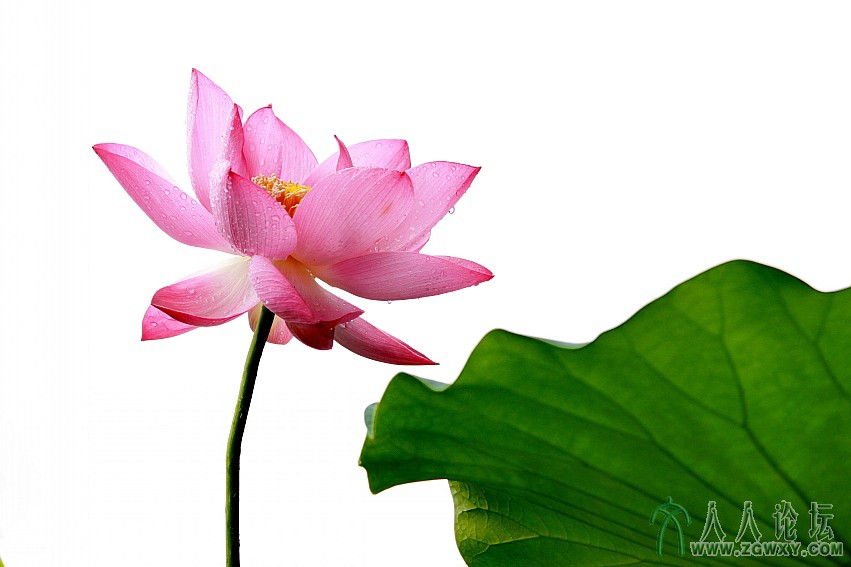 《绿叶红花》   任奇正拍摄    电话：13693122804.jpg