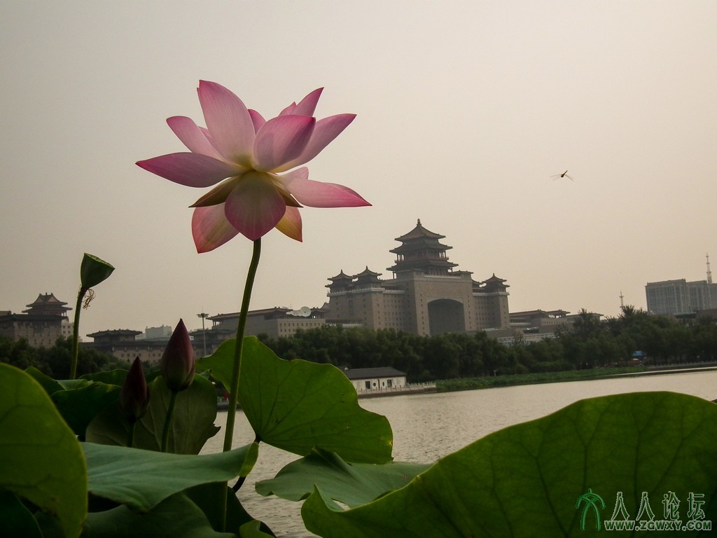 京城荷花