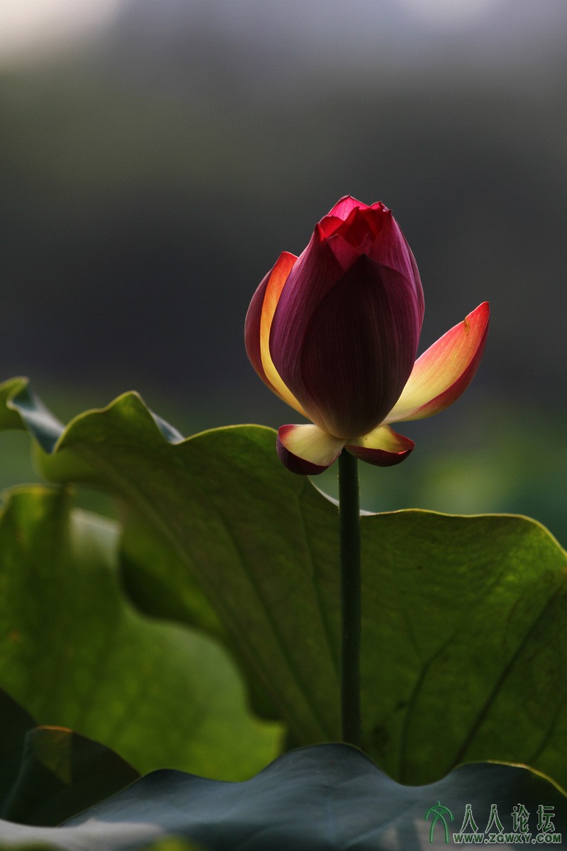 2013-7-31 飞翔.JPG