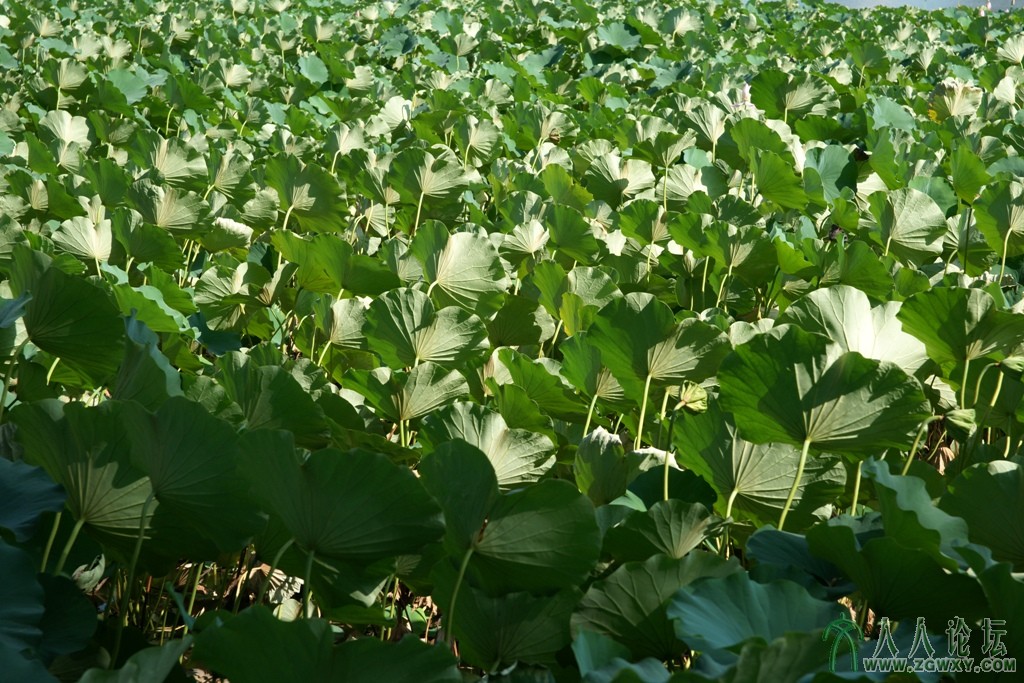 [莲花池荷花节摄影大赛]张小宁-风吹荷叶.JPG