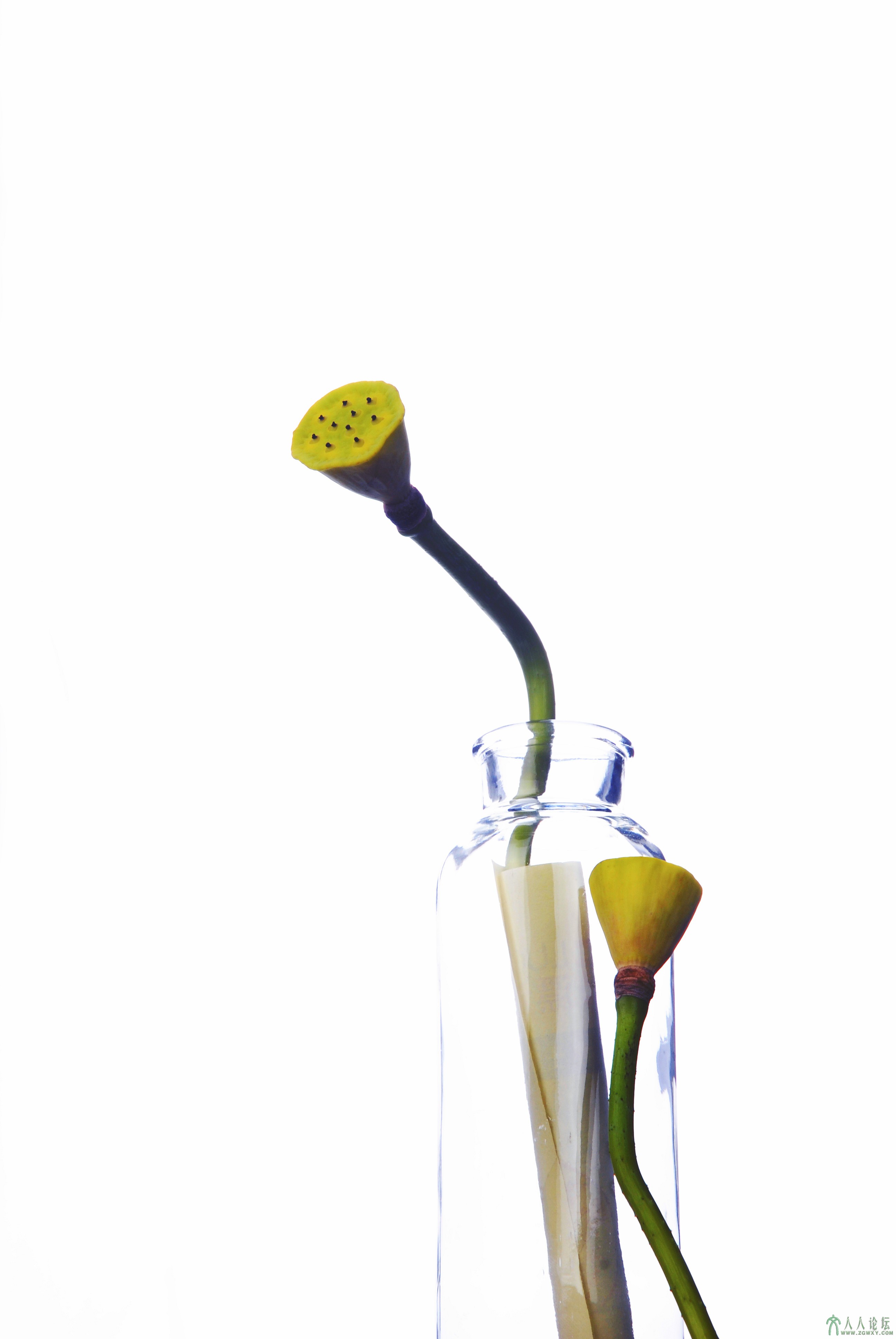 那份美不曾被花瓣带走