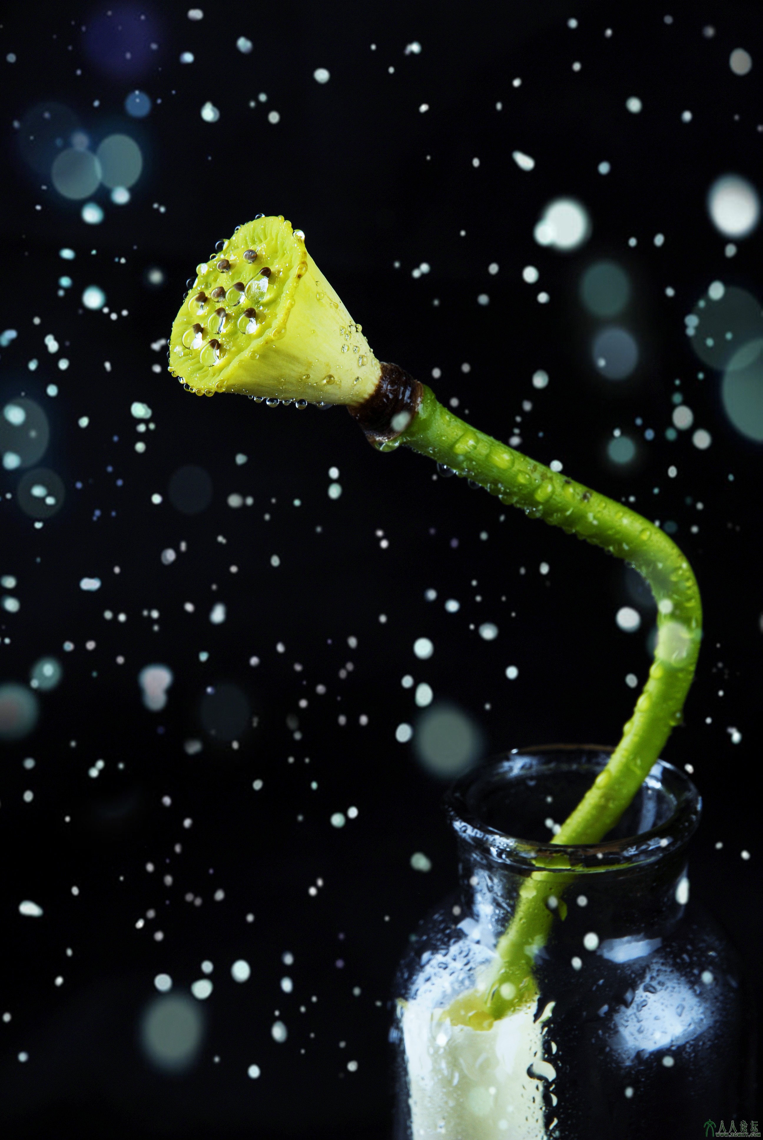 那份美不曾被花瓣带走