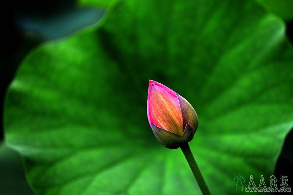 03 nEO_IMG_希望.jpg