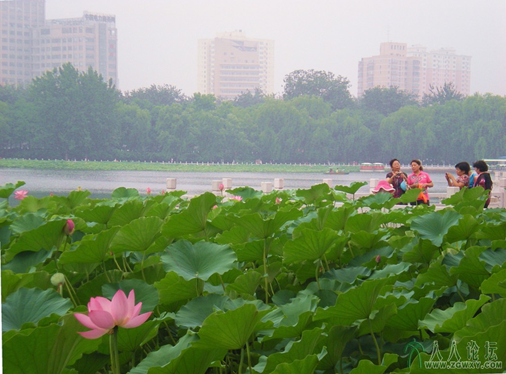 相约莲花池2013.7.12.jpg