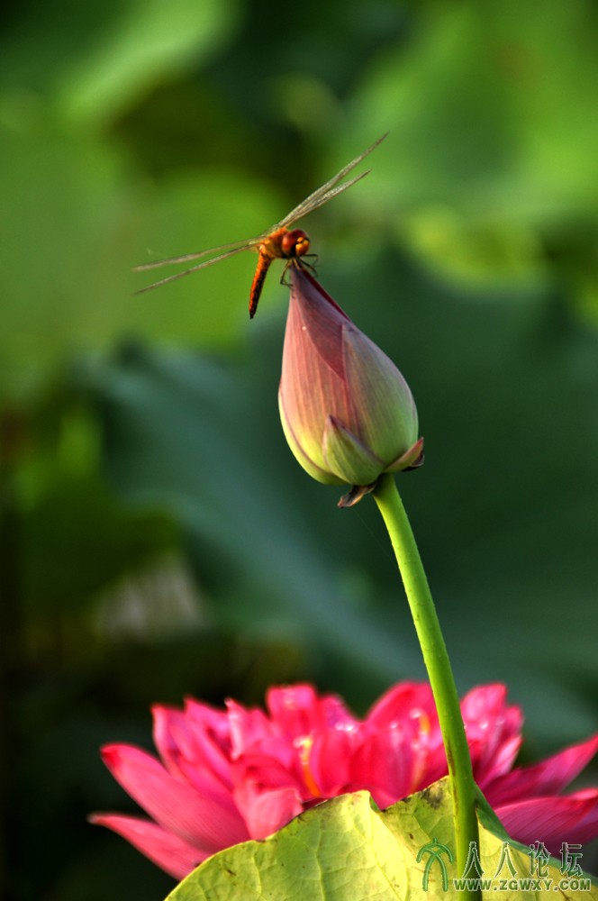 _DSC9969 诗情画意.JPG