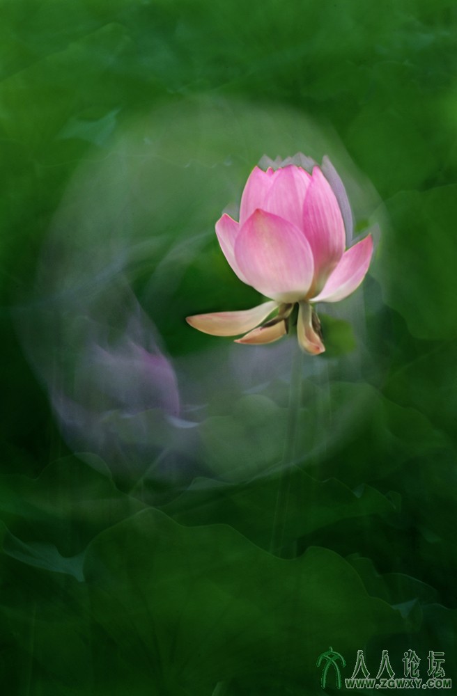 亭亭玉立（组照） (4).jpg