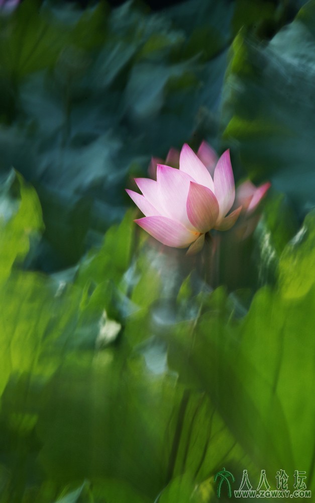 亭亭玉立（组照） (5).jpg