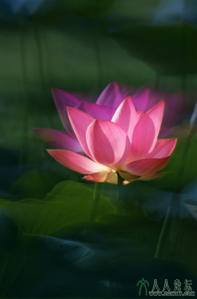 亭亭玉立（组照） (6).jpg