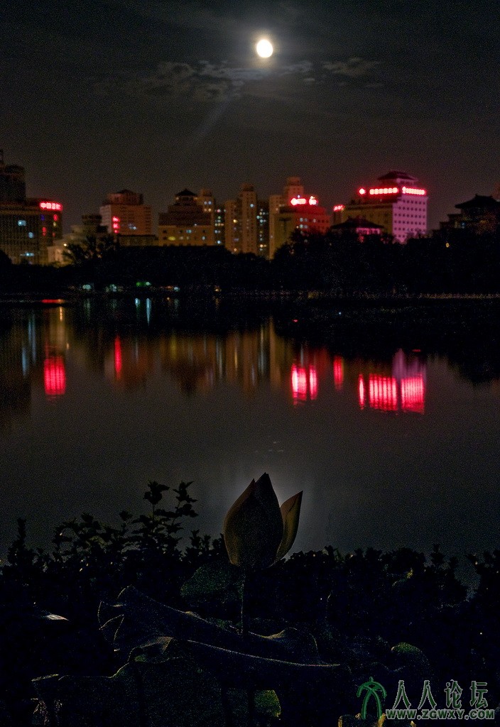 8【荷塘月色】 摄影 庄丽丽 电话 13661393261.jpg