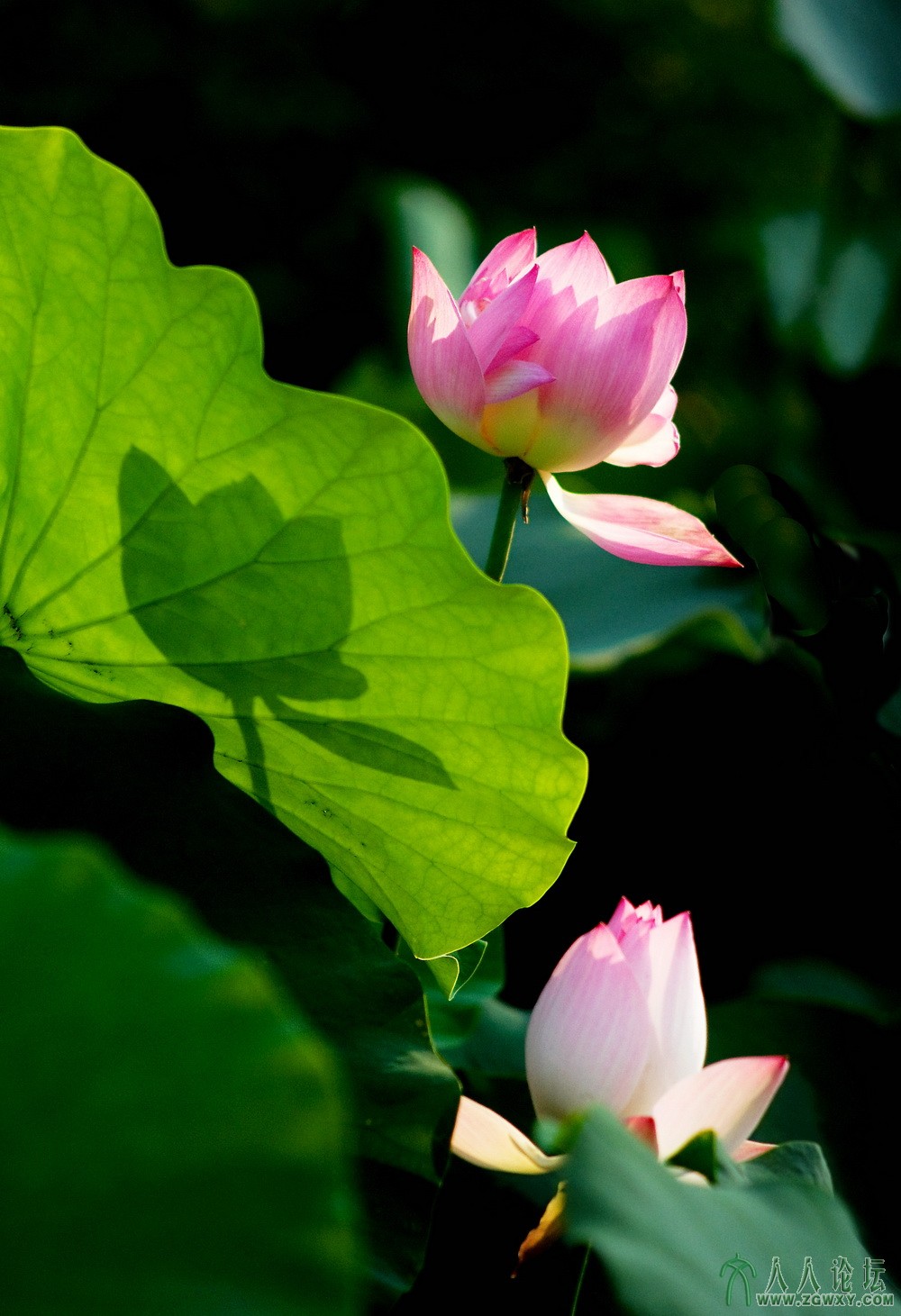 _3【姊妹荷】 摄影 庄丽丽 电话 13661393261.jpg