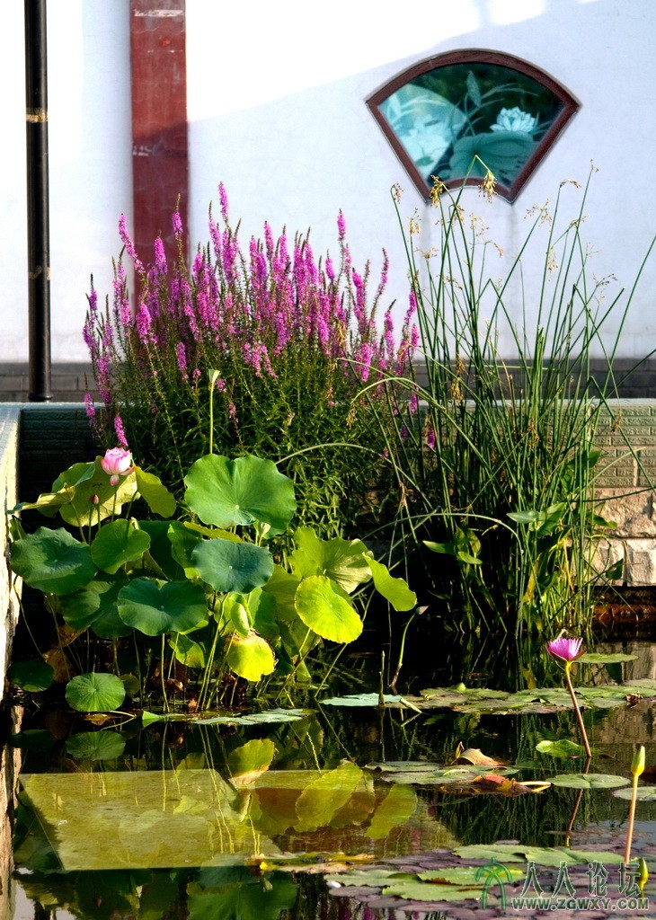 _3【莲花小景】摄影 张铁环 电话 13661393261.jpg