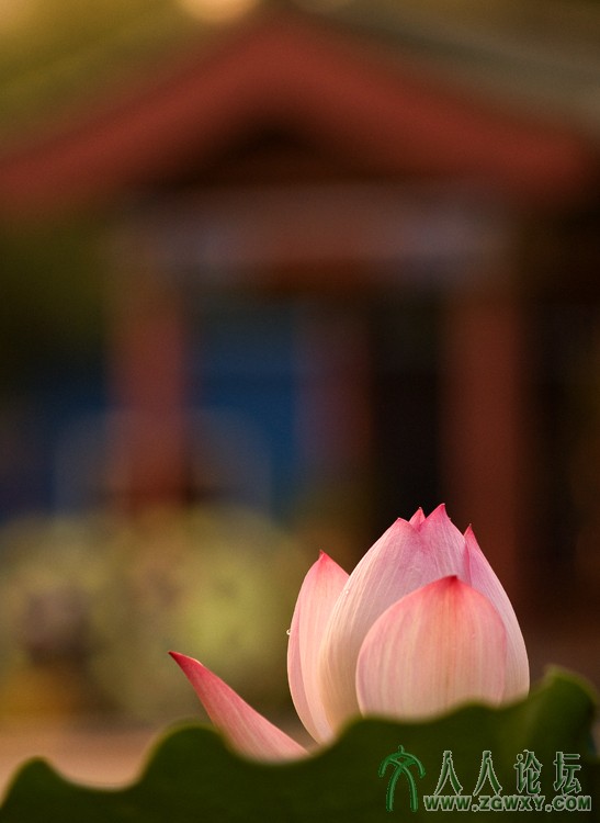 _6【犹抱琵琶半遮面】 摄影 张铁环 电话13661393261.jpg