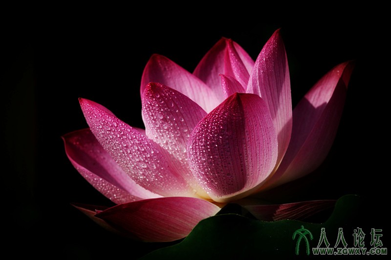 沉香如屑.摄影.李碧