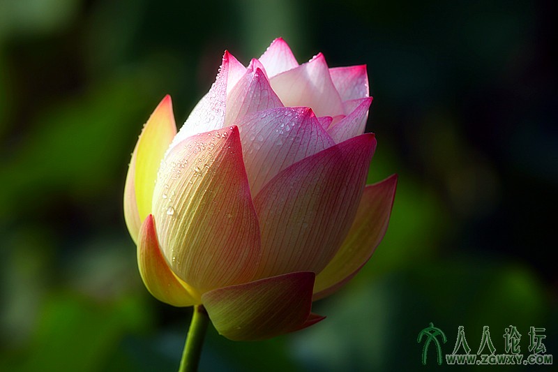 貂蝉拜月.摄影.李碧