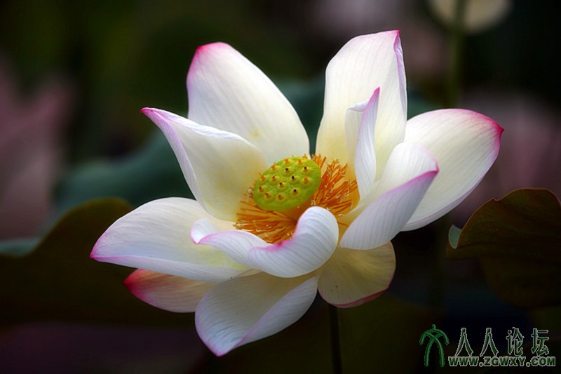 贵妃出浴 .摄影.李碧