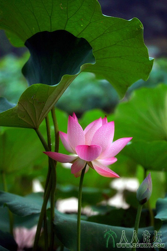 翠盖佳人.摄影.李碧