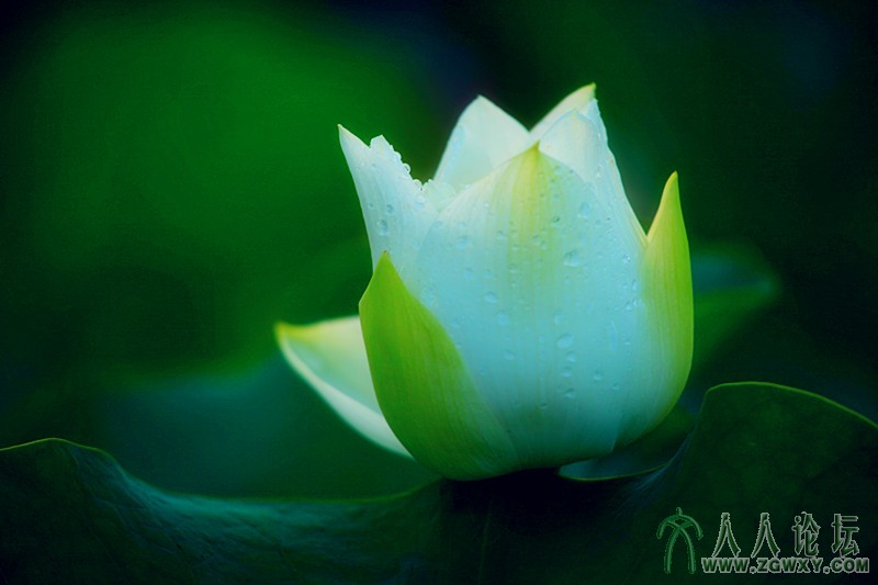 皎洁无暇.摄影.李碧