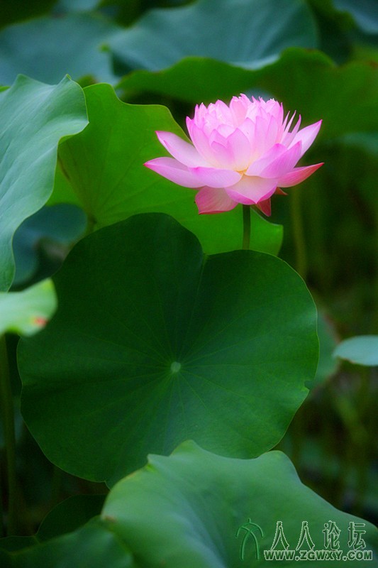夏风荷影.摄影.李碧