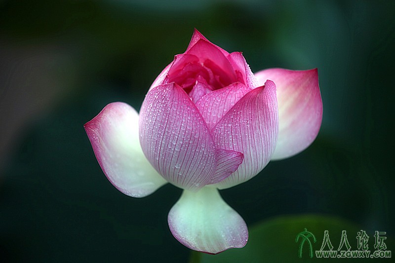 红粉佳人.摄影.李碧