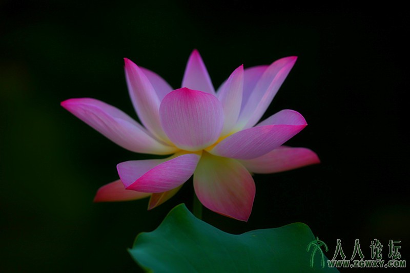 荷尖上的芭蕾.摄影.李碧