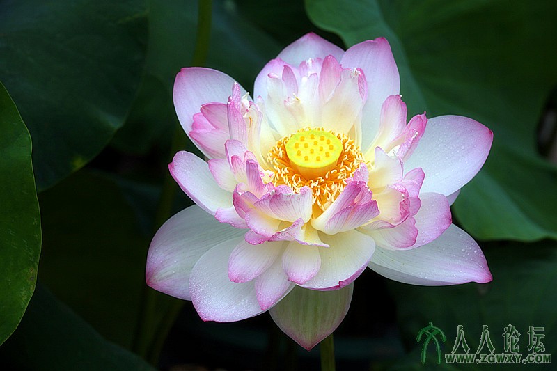 卢沟晓月.摄影.李碧