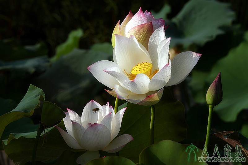 西湖佳丽.摄影.李碧