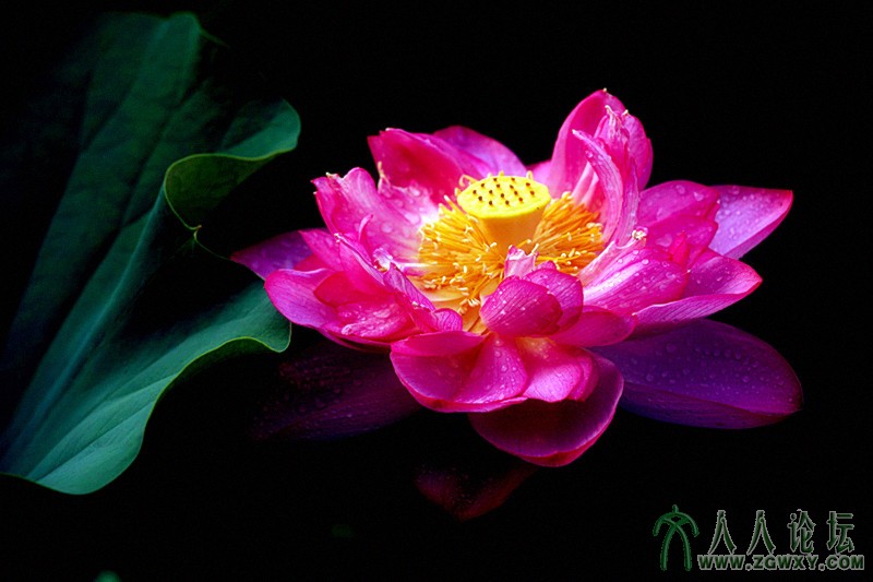 芙蓉仙子.摄影.李碧