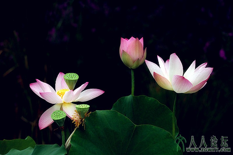 莲塘霁望.摄影.李碧