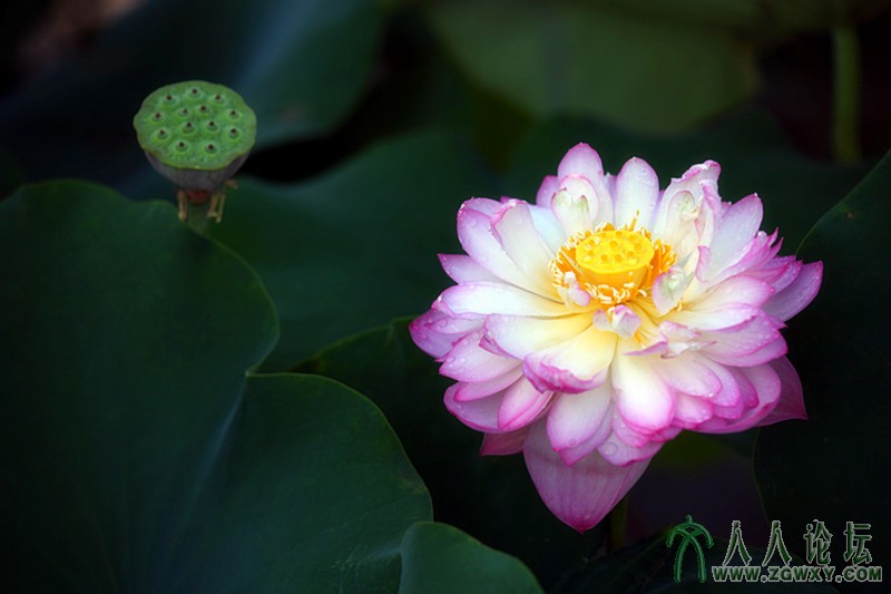 菡萏香销.摄影.李碧