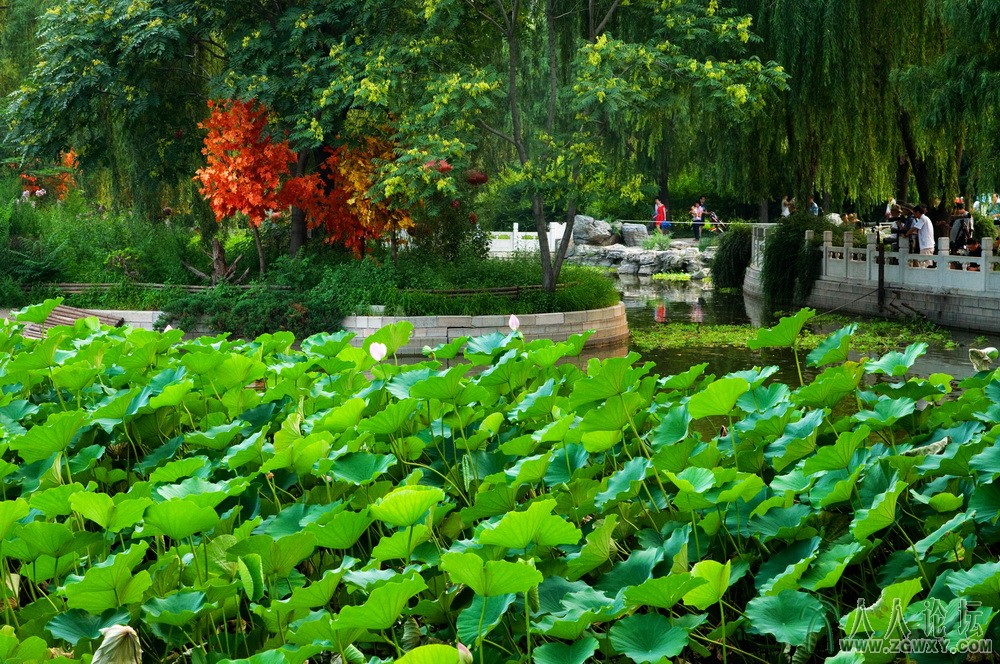a_4【莲花池一角】 摄影 庄丽丽 电话 13661393261.jpg