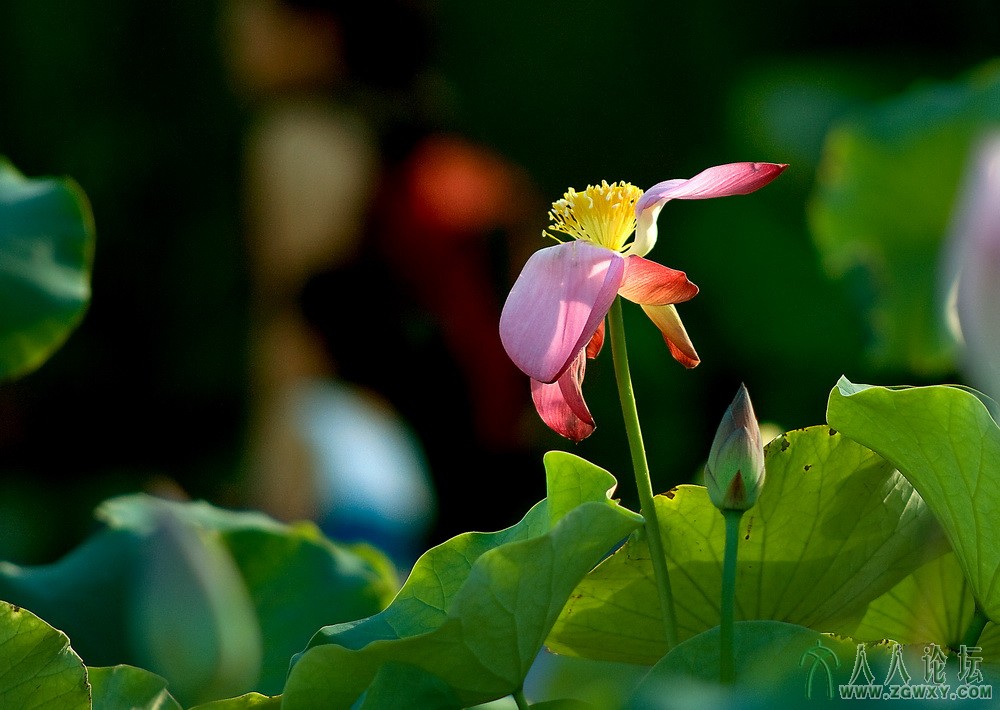 6_【夕阳西下】 摄影 庄丽丽 电话 13661393261.jpg