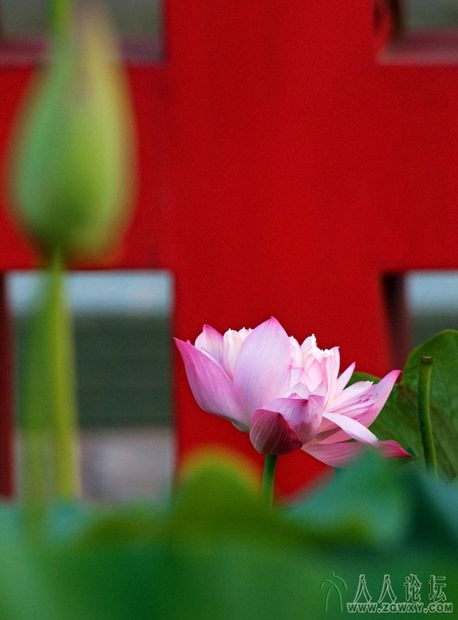 9【生命】 摄影 庄丽丽 电话 13661393261.jpg