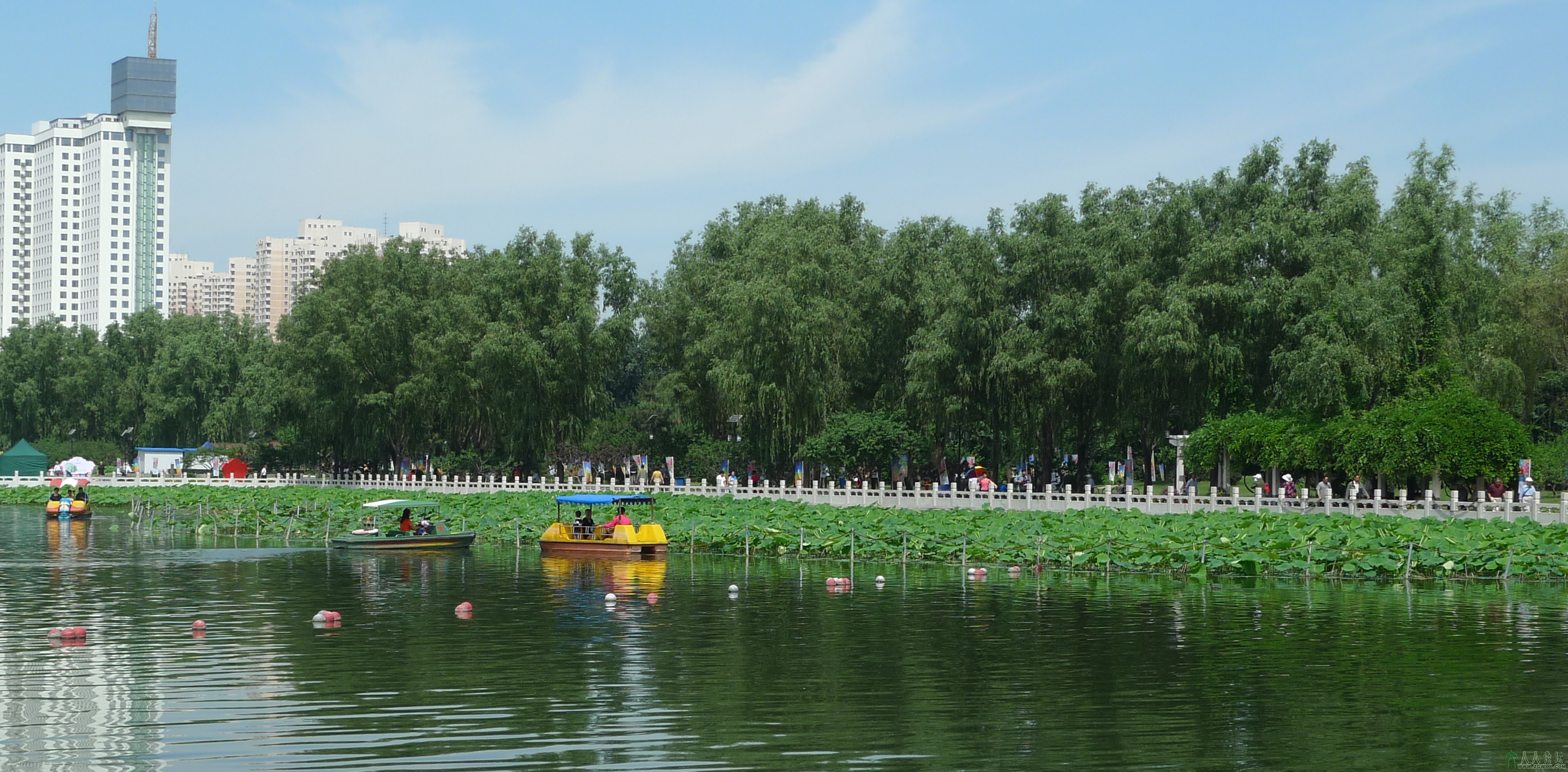 端午泛舟赏新荷  许先福摄于2013.6.12.jpg