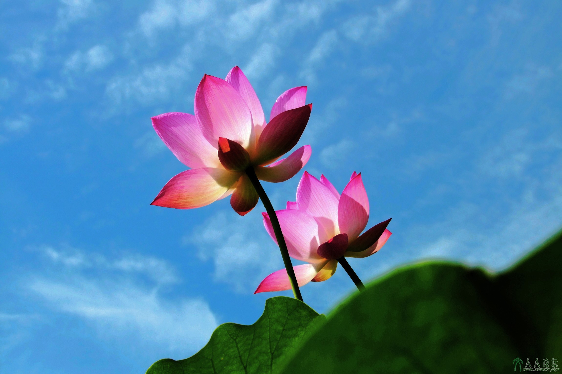 映日荷花别样红（褚书润  摄）