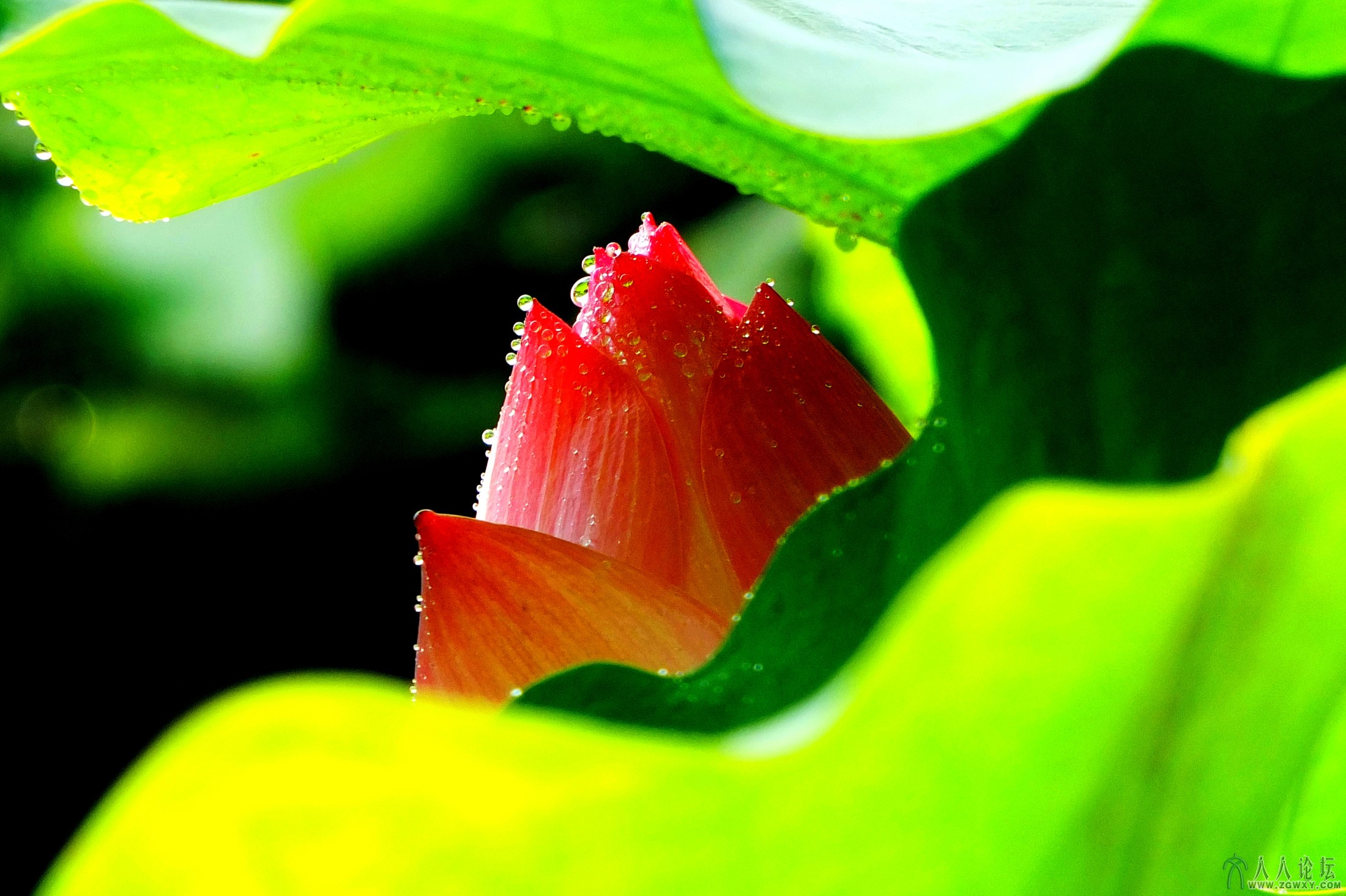 含情（褚书润 摄）