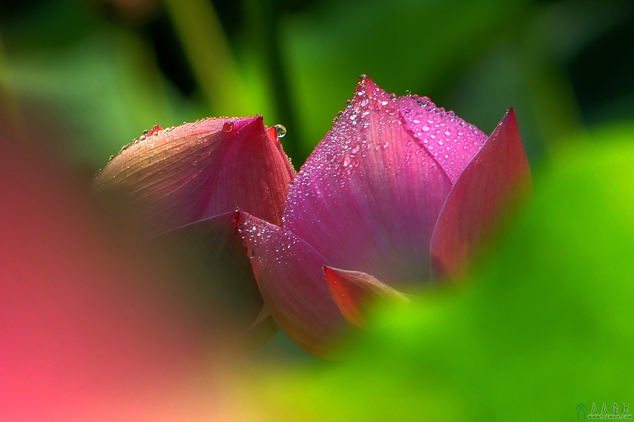 花季花语（褚书润 摄）