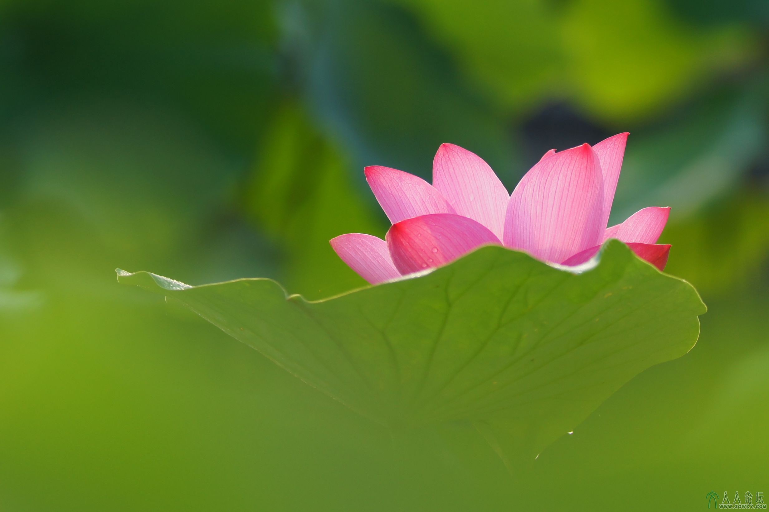 娇羞欲语；莲花池