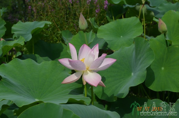 承诺 1661184172@qq.com 2.jpg