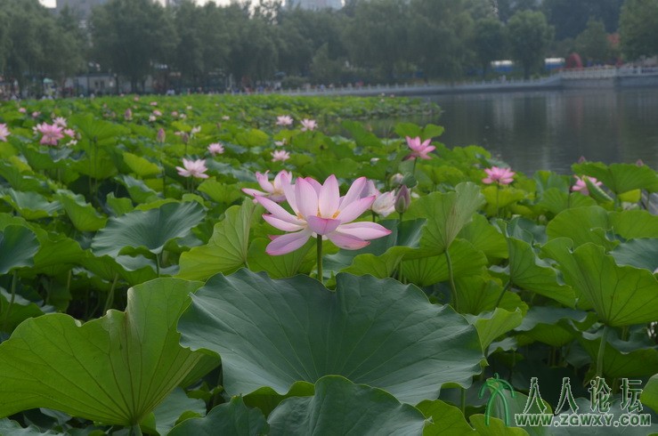 承诺 1661184172@qq.com 8.jpg