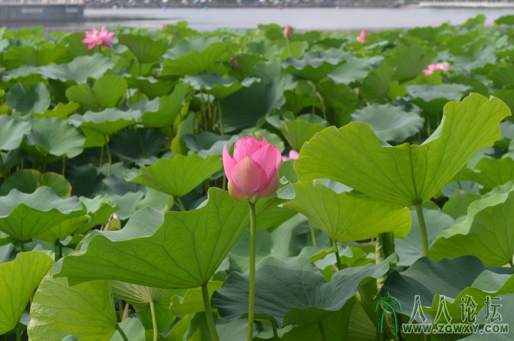 承诺 1661184172@qq.com 5.jpg