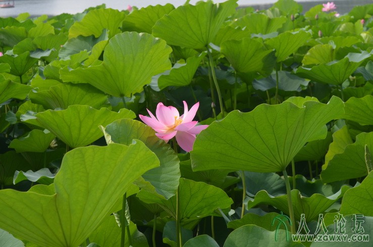 承诺 1661184172@qq.com 7.jpg