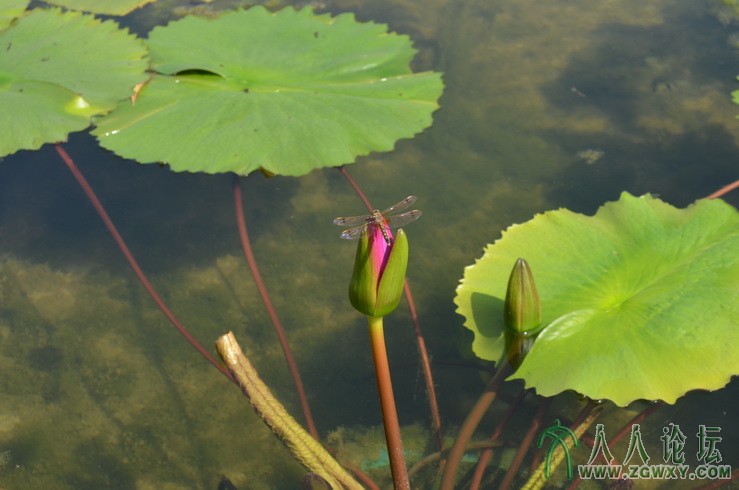 承诺 1661184172@qq.com 10.jpg